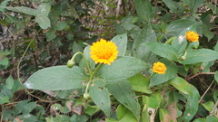 Lasianthaea macrocephala