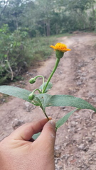 Lasianthaea macrocephala