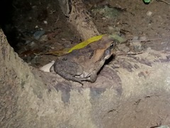 Rhinella marina