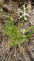Plantago maritima juncoides