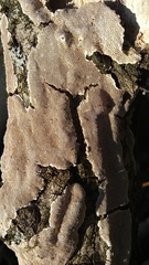 Perenniporia tenuis