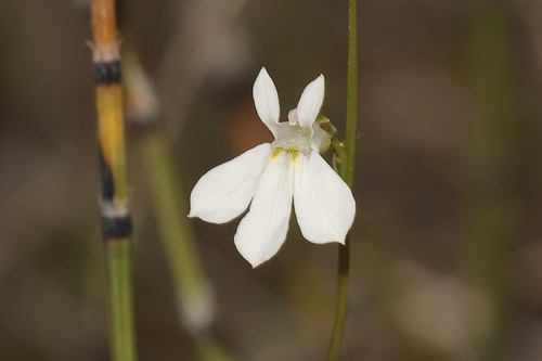 Kalm's Lobelia (Lobelia kalmii)