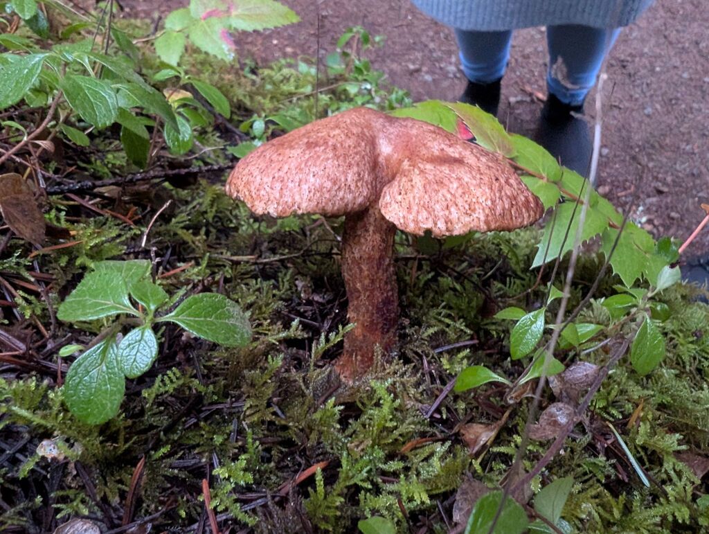 Suillus lakei · December 2025 · photo: © michaelshan (iNaturalist, cc-by-nc)