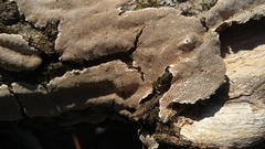 Perenniporia tenuis