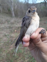 Granatellus venustus