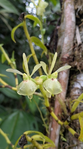 Epidendrum falcivesicicaule Hágsater & E.Santiago 2