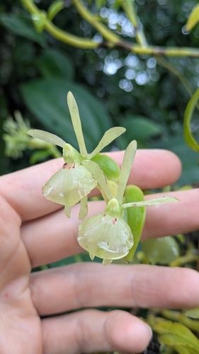 Epidendrum falcivesicicaule Hágsater & E.Santiago 3