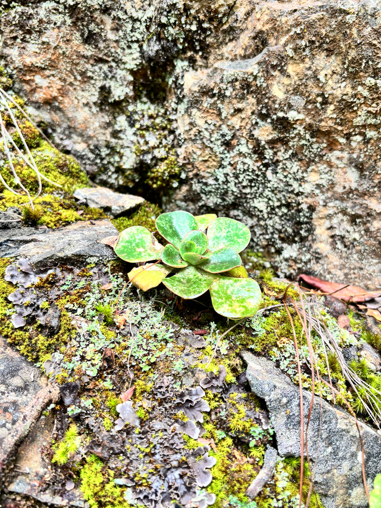 Echeveria montana, Teococuilco de Marcos Pérez, Oax., MX