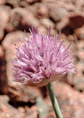 Allium platyspathum