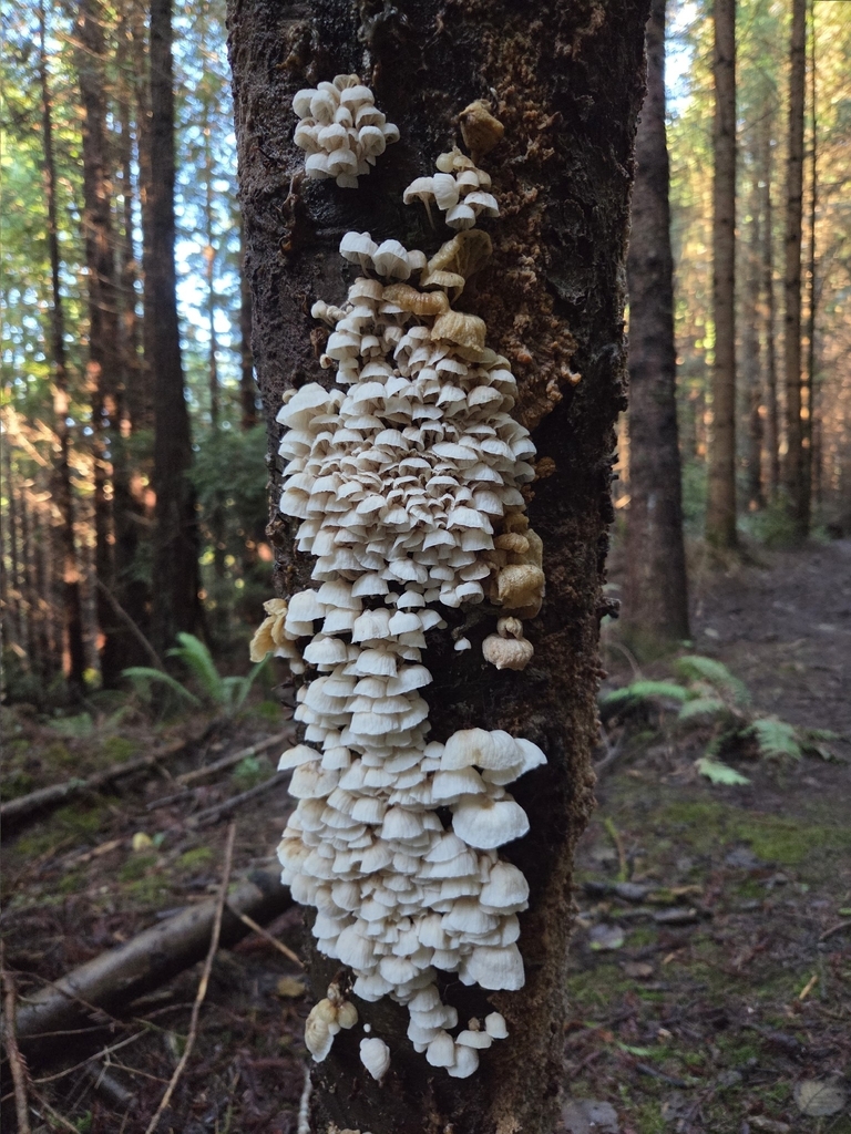 Marasmiellus candidus · December 2025 · photo: © mandymushii (iNaturalist, cc-by)