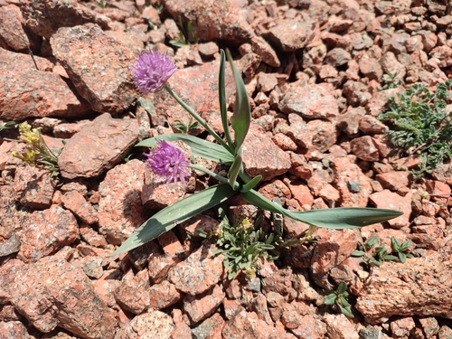 Allium platyspathum, photograph 2