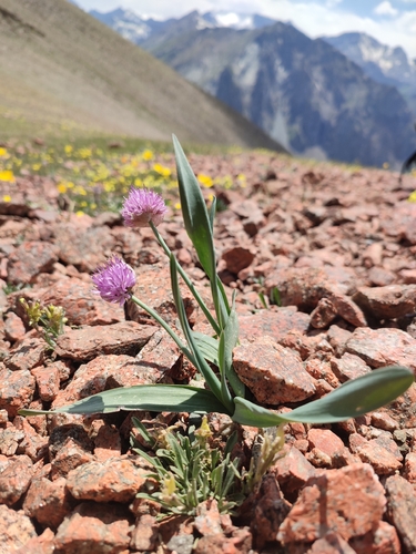 Allium platyspathum, photograph 3