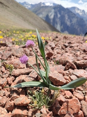Allium platyspathum, photograph author not stated, no rights reserved
