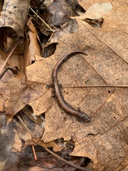 Plethodon serratus