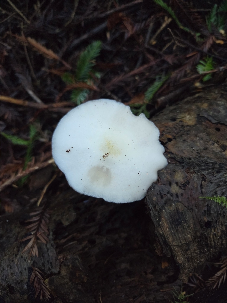 Pluteus exilis · December 2025 · photo: © mandymushii (iNaturalist, cc-by)