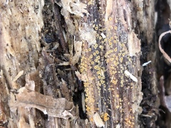Arachnopeziza trabinelloides