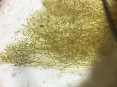 Mycena quiniaultensis