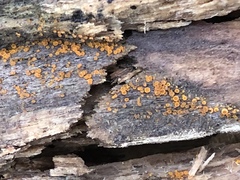 Arachnopeziza trabinelloides