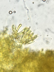 Mycena quiniaultensis