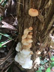 Paramarasmius palmivorus