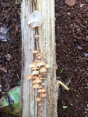 Paramarasmius palmivorus