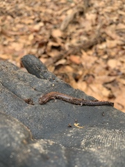 Plethodon serratus