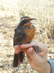 Rhodinocichla rosea