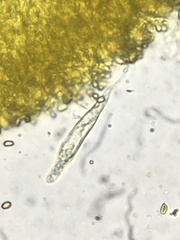 Mycena quiniaultensis