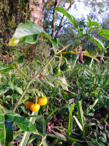 Solanum affine