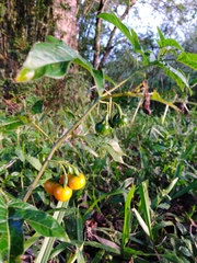 Solanum affine