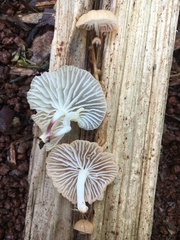 Paramarasmius palmivorus
