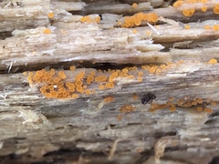 Arachnopeziza trabinelloides