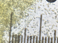 Mycena quiniaultensis