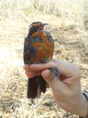 Rhodinocichla rosea