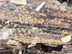 Arachnopeziza trabinelloides