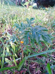 Solanum affine