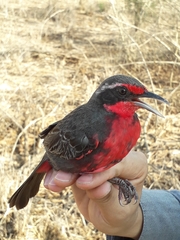 Rhodinocichla rosea
