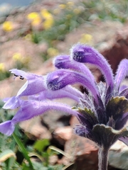 author not stated, no rights reserved Dracocephalum imberbe, photograph author not stated, no rights reserved