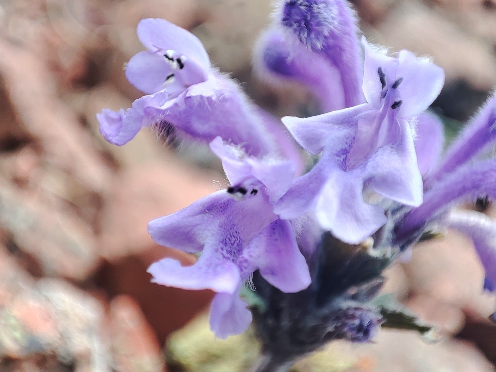Dracocephalum imberbe; photograph author not stated, no rights reserved