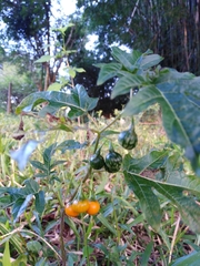 Solanum affine