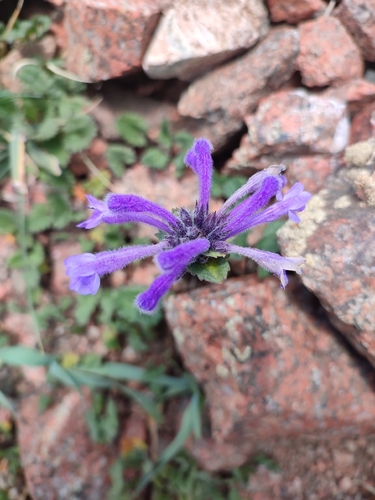 Dracocephalum imberbe, photograph 3
