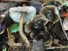 Mycena quiniaultensis
