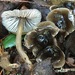 Mycena quiniaultensis - Photo (c) Damon Tighe, some rights reserved (CC BY-NC), uploaded by Damon Tighe