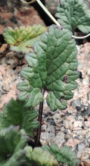 author not stated, no rights reserved Dracocephalum imberbe, photograph author not stated, no rights reserved