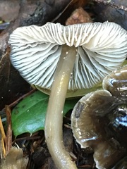 Mycena quiniaultensis