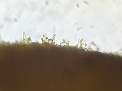 Mycena quiniaultensis