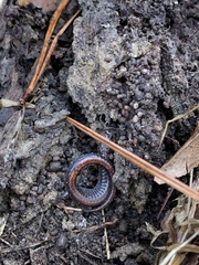 Plethodon serratus