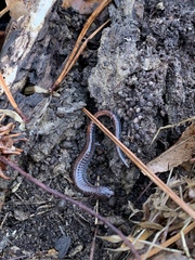 Plethodon serratus