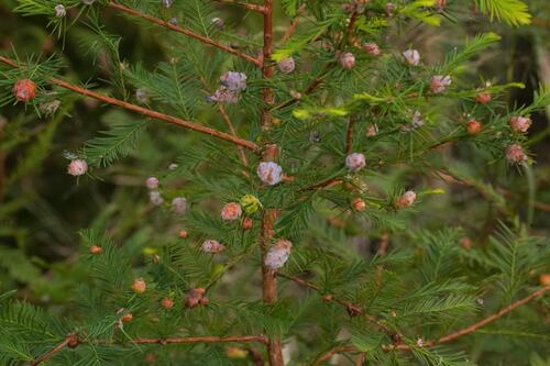 Unknown species found near Washington County, US, NC, North Carolina, United States