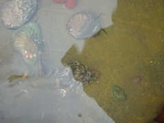 Diplocrepis puniceus